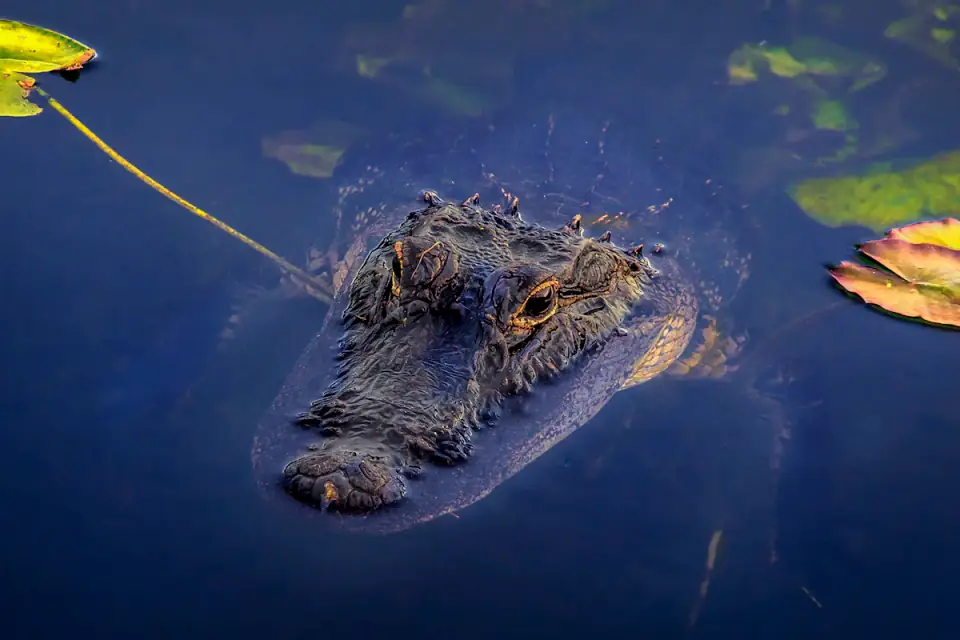 Visite Découverte de la Faune au Crocoparc