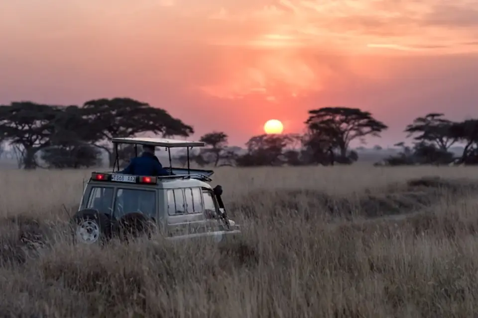 Safari dans le Parc National de Souss Massa depuis Taghazout - Aventure Animalière