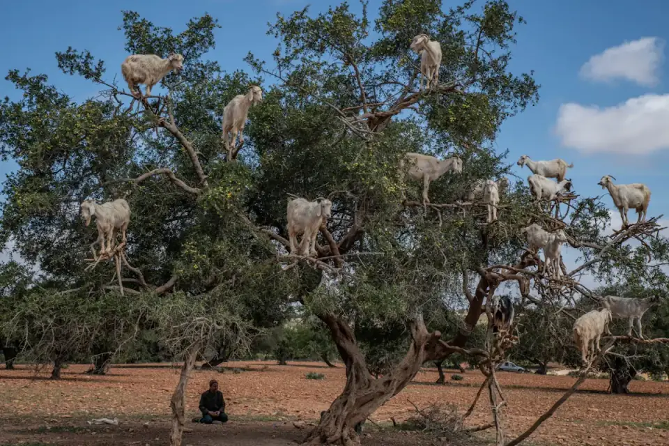 Crocoparc, chèvres d'argan et petit-déjeuner traditionnel