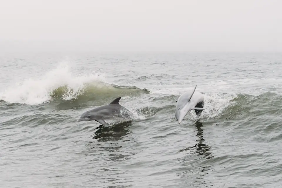 Visite du Parc Marin Dolphin World