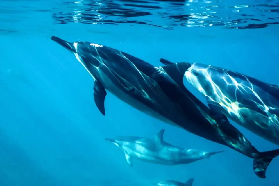 Dolphin World depuis Taghazout - Expérience Marine Interactive
