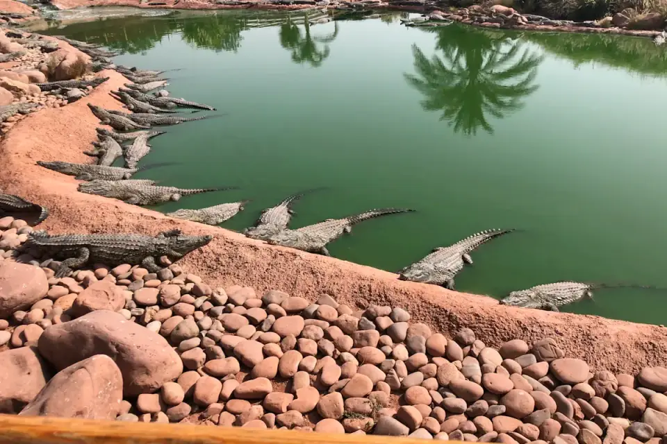 Visite de Crocoparc depuis Taghazout - Le Plus Grand Parc de Crocodiles du Maroc