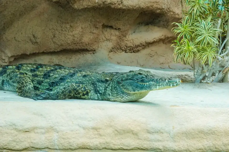 Journée Nature au Parc Souss Massa & Crocoparc