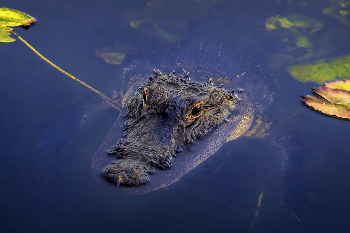 Visite Découverte de la Faune au Crocoparc