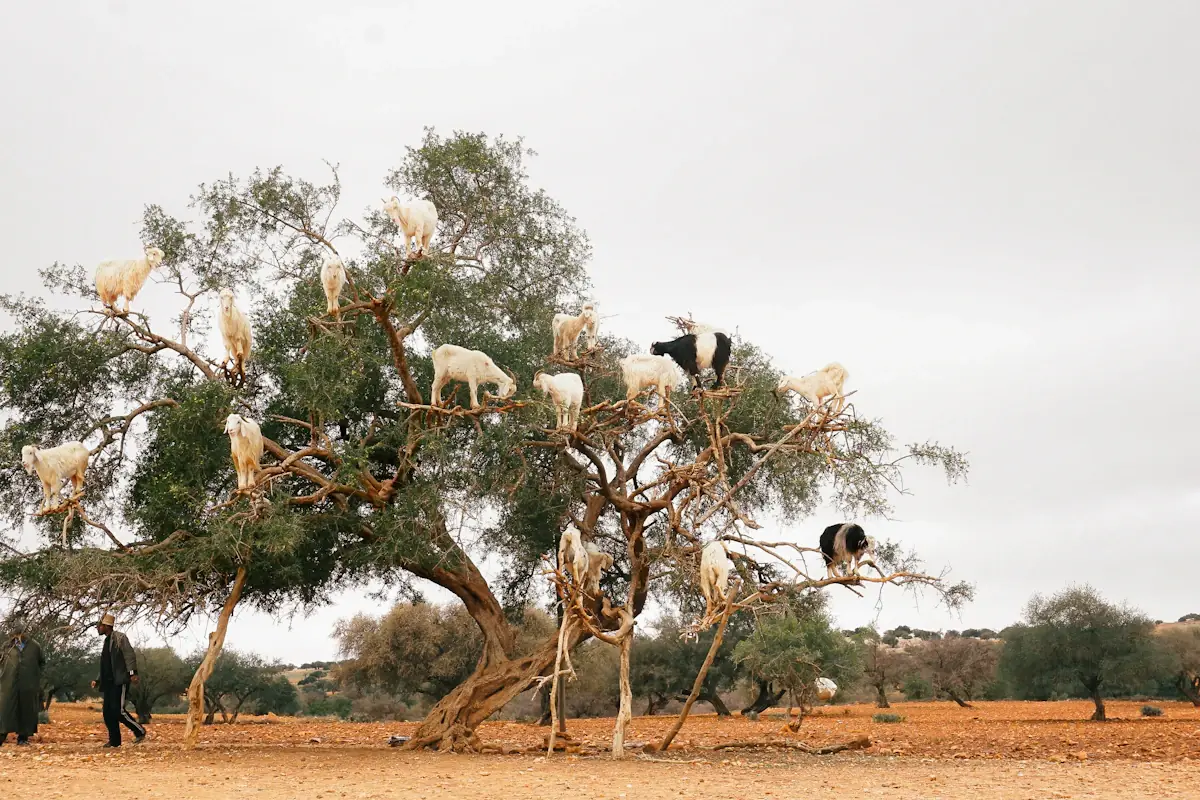 Visite des chèvres grimpeuses d'argan célèbres