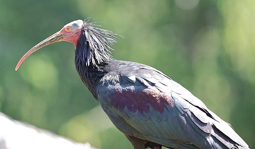 Expédition d'observation des oiseaux à Souss Massa